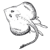 Rajella bigelowi_alsf.jpg
